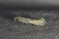 Ptocheuusa paupella