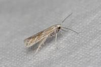 Ptocheuusa paupella