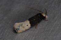 Trichophaga bipartitella