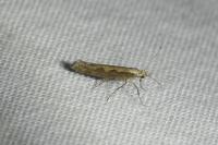 Plutella xylostella