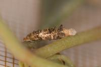 Coleophora