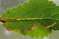 Lyonetia clerkella
