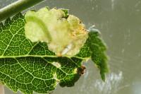 Lyonetia prunifoliella
