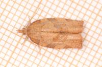 Pandemis heparana