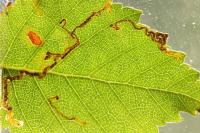 Stigmella betulicola