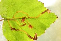 Stigmella continuella