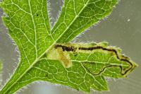 Stigmella hybnerella
