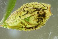 Stigmella plagicolella