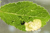 Lyonetia prunifoliella