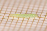 Lyonetia prunifoliella