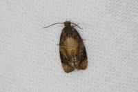 Ditula angustiorana
