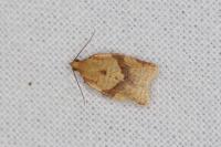 Clepsis consimilana