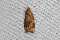 Ditula angustiorana