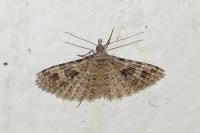 Alucita hexadactyla