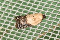 Acleris variegana