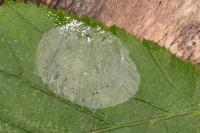 Phyllonorycter coryli