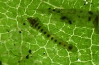 Phyllonorycter coryli
