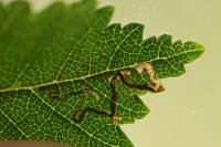 Bucculatrix albedinella