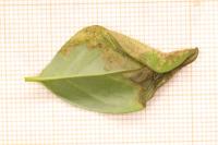 Gracillaria syringella