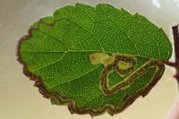 Stigmella aurella