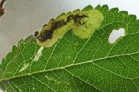 Stigmella plagicolella