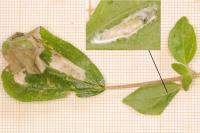 Cosmopterix pulchrimella