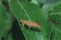 Crassa unitella