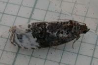 Apotomis betuletana