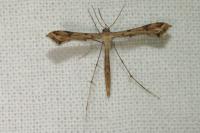 Stenoptilodes taprobanes