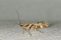 Aristotelia