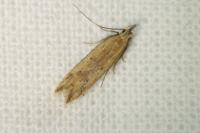 Dichomeris acuminata