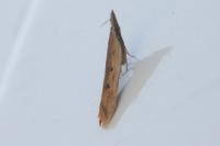 Dichomeris acuminata