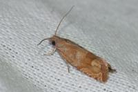 Eucosma rubescana/gradensis