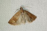 Eucosma rubescana/gradensis
