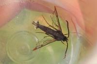 Synanthedon formicaeformis