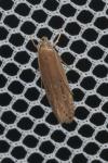Limnaecia phragmitella