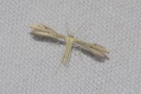 Adaina microdactyla
