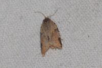 Clepsis spectrana