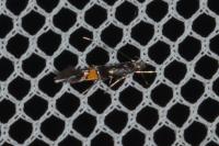Cosmopterix orichalcea