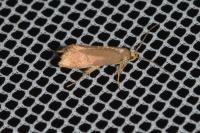 Crassa unitella