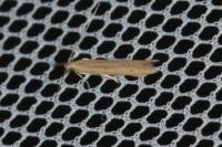 Batrachedra parvulipunctella