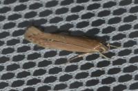 Limnaecia phragmitella