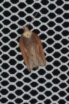 Acleris hastiana