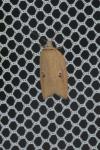 Acleris lorquiniana