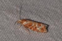 Rhyacionia pinicolana