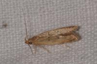 Helcystogramma lutatella