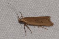 Acompsia