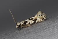 Nemapogon nevadellus