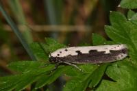 Ethmia bipunctella