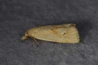 Cochylimorpha meridiana